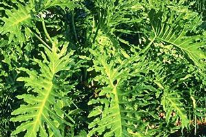 A photo of Saddle Leaf
