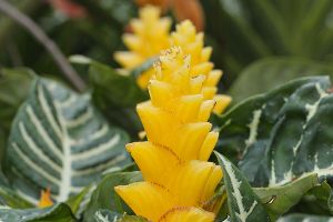 A photo of Saffron Spike Zebra