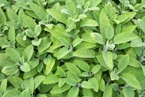 A photo of Sage
