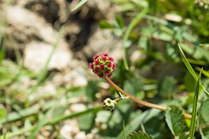 A photo of Salad Burnet