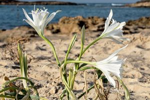 A photo of Sand Lily