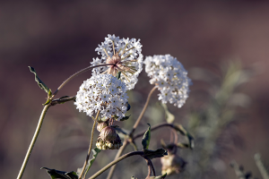 A photo of Sand Verbena