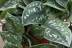 A photo of Satin Pothos