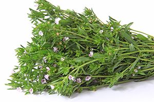 A photo of Savory (Summer)