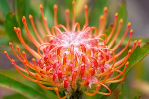 A photo of Scabious