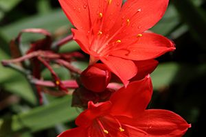 A photo of Scarborough Lily