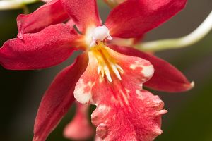 A photo of Scarlet Orchid