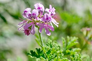 A photo of Scented Geranium