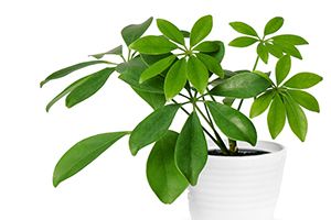 A photo of Schefflera