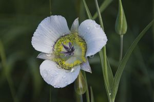 A photo of Sego Lily