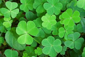 A photo of Shamrock Plant