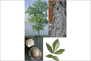 A photo of Shellbark Hickory