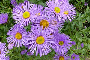 A photo of Showy Daisy
