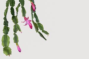 A photo of Shrimp Cactus