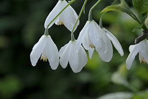 A photo of Silver Bell