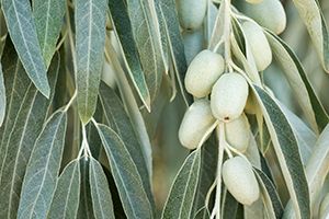 A photo of Silver Berry