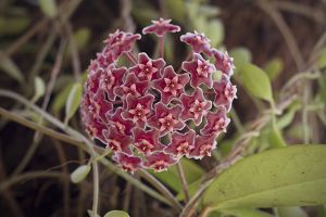 A photo of Silver Pink Vine