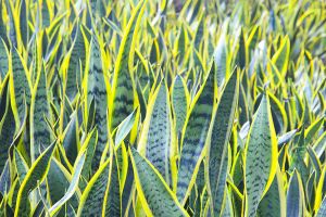 A photo of Snake Plant