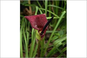 A photo of Solomon’s Lily