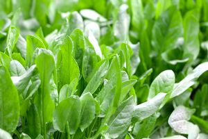A photo of Sorrel