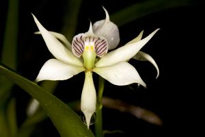 A photo of Spice Orchid