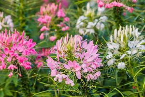 A photo of Spider Flower