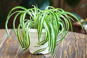 A photo of Spider Plant