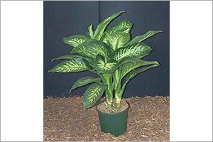 A photo of Spotted Dumb Cane