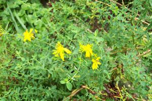 A photo of St. John’s Wort
