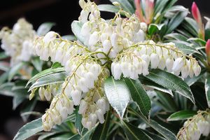 A photo of Staggerbush