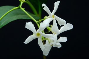 A photo of Star Jasmine