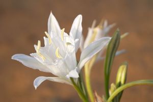 A photo of Star Lily