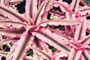 A photo of Star Plant