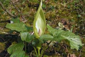 A photo of Starch Root