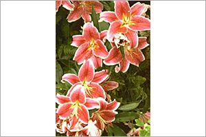 A photo of Stargazer Lily