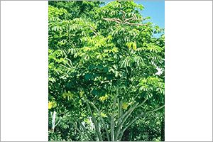 A photo of Starleaf