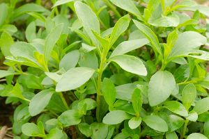 A photo of Stevia