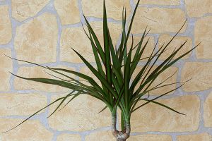 A photo of Straight-Margined Dracaena
