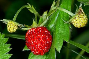 A photo of Strawberry