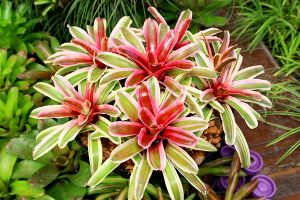 A photo of Striped Blushing