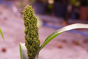 A photo of Sudan Grass