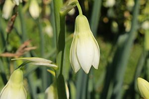 A photo of Summer Hyacinth