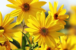 A photo of Sunflower