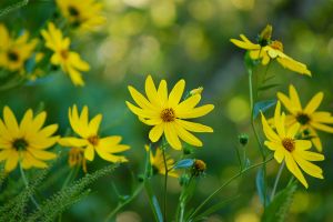 A photo of Swamp Sunflower