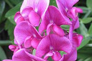 A photo of Sweet Pea