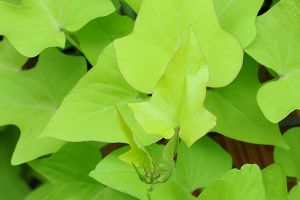 A photo of Sweet Potato Vine