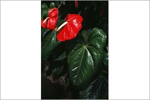 A photo of Tail Flower