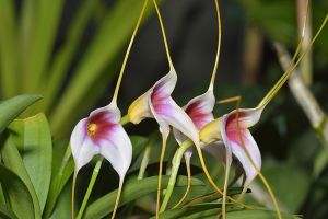 A photo of Tailed Orchid
