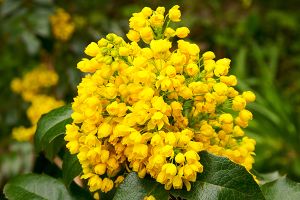 A photo of Tall Mahonia