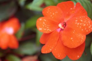 A photo of Tangerine Impatience